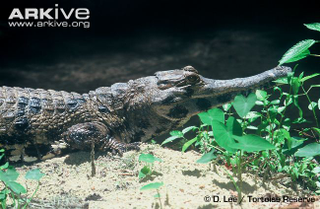 Illustration for article titled Sunday Crocodilian - Mecistops cataphractus Edition